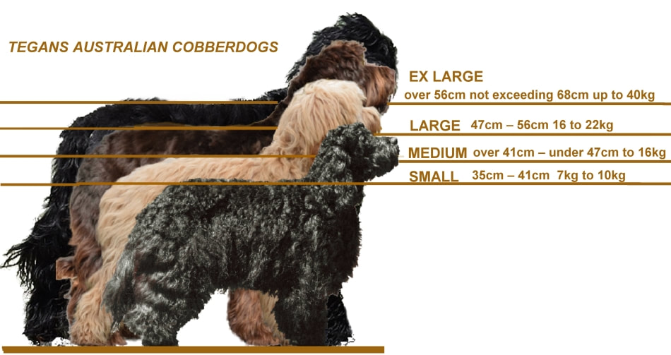 australian dog breeds large